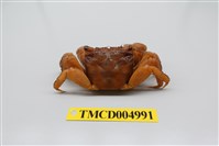 藏品(雙齒近相手蟹)的圖片